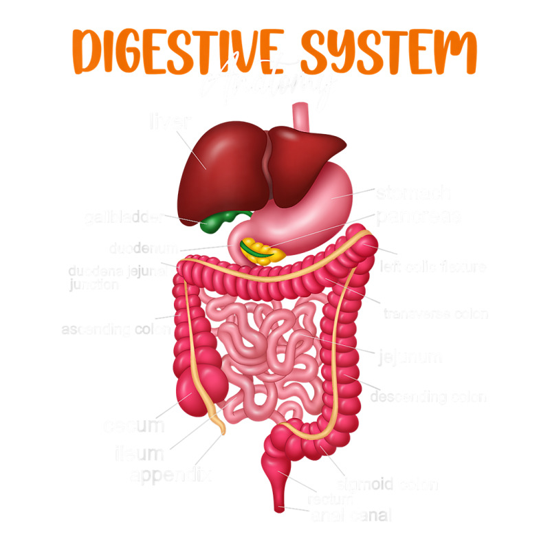 Funny Digestive System Anatomy Anatomical Biology Teacher T Shirt Bomber Jacket by povyvexumi3 | Artistshot