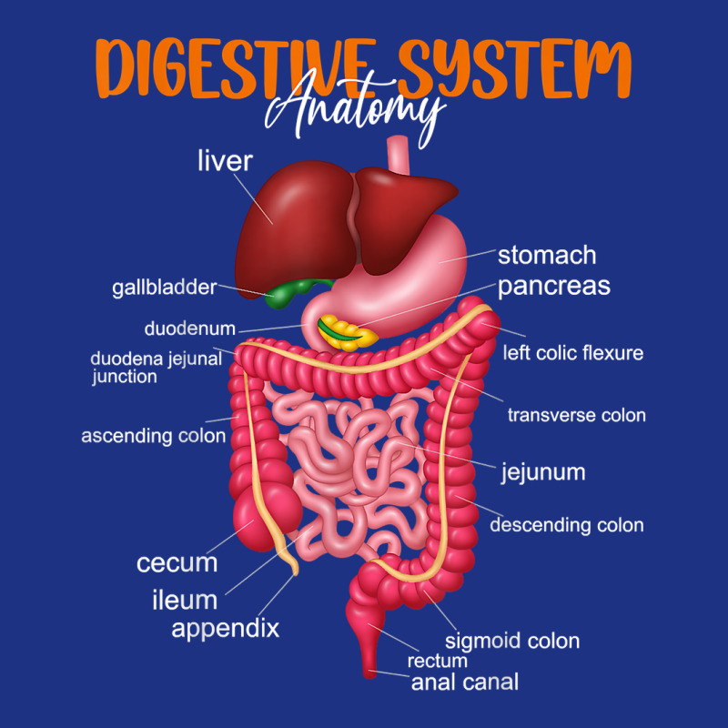 Funny Digestive System Anatomy Anatomical Biology Teacher T Shirt Foam Trucker Hat by gyzhahykaete | Artistshot