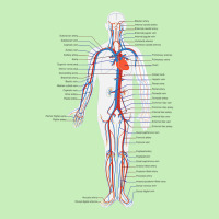 Circulatory System Anatomy Chart Arteries Veins Urban Heavy T-shirt | Artistshot