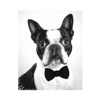 Boston Terrier Bowtie Seamless Cap | Artistshot