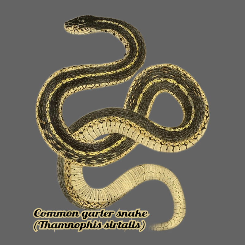 Garter Snakes Thamnophis Sirtalis T Shirt Retro Trucker Cap by kleebbi | Artistshot