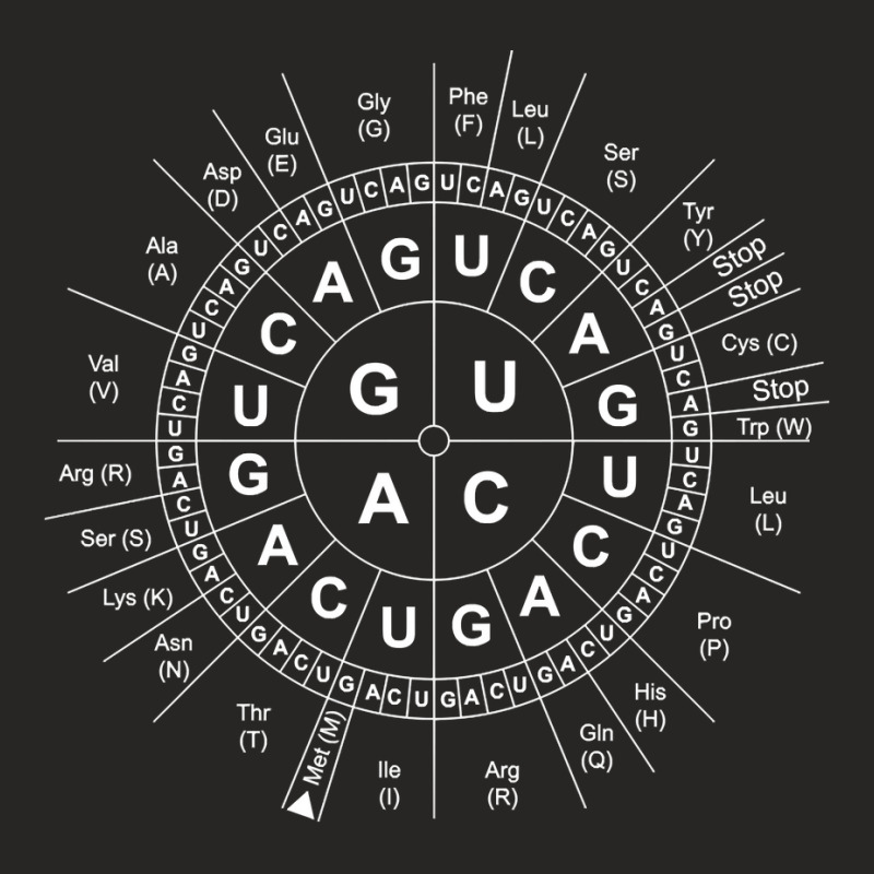 Genetics Genetic Sun Biology Biochemistry Biochemist Science Pullover Ladies Fitted T-Shirt by towamingle | Artistshot