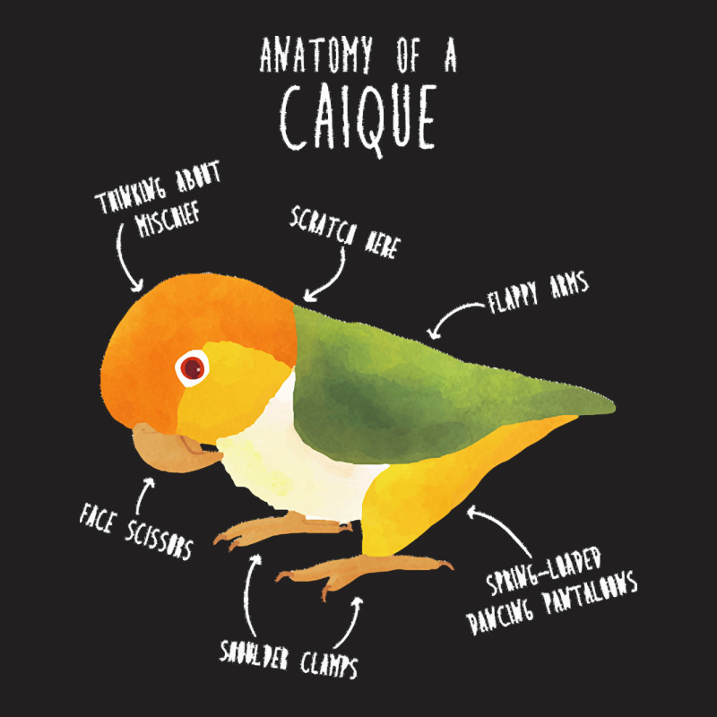 Caique T  Shirt Anatomy Of A White  Bellied Caique T  Shirt T-shirt | Artistshot