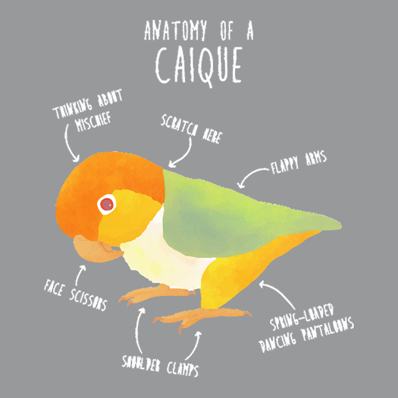 Caique T  Shirt Anatomy Of A White  Bellied Caique T  Shirt Crewneck Sweatshirt | Artistshot