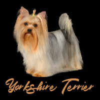 Dog Beautiful Yorkshire Terrier Especially For Yorkie Dog Lovers Puppy Maternity Scoop Neck T-shirt | Artistshot