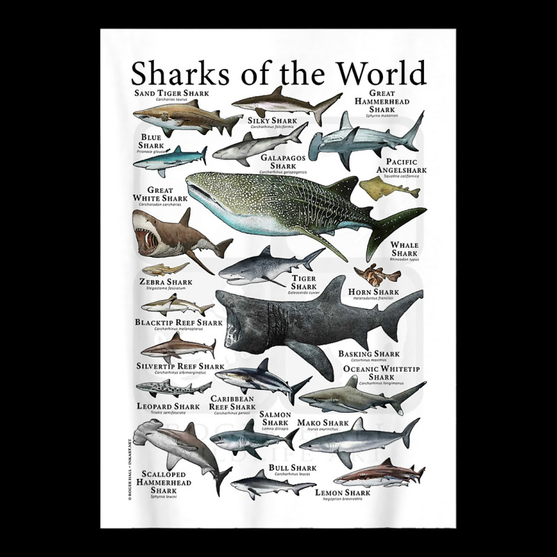 Shark Species Biology Different Types Of Sharks T Shirt Slide Sandal By ...