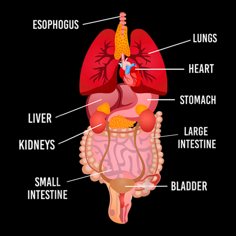 Kids Look Inside My Body Anatomy Body Organs Science Baby Toddler T Sh ...