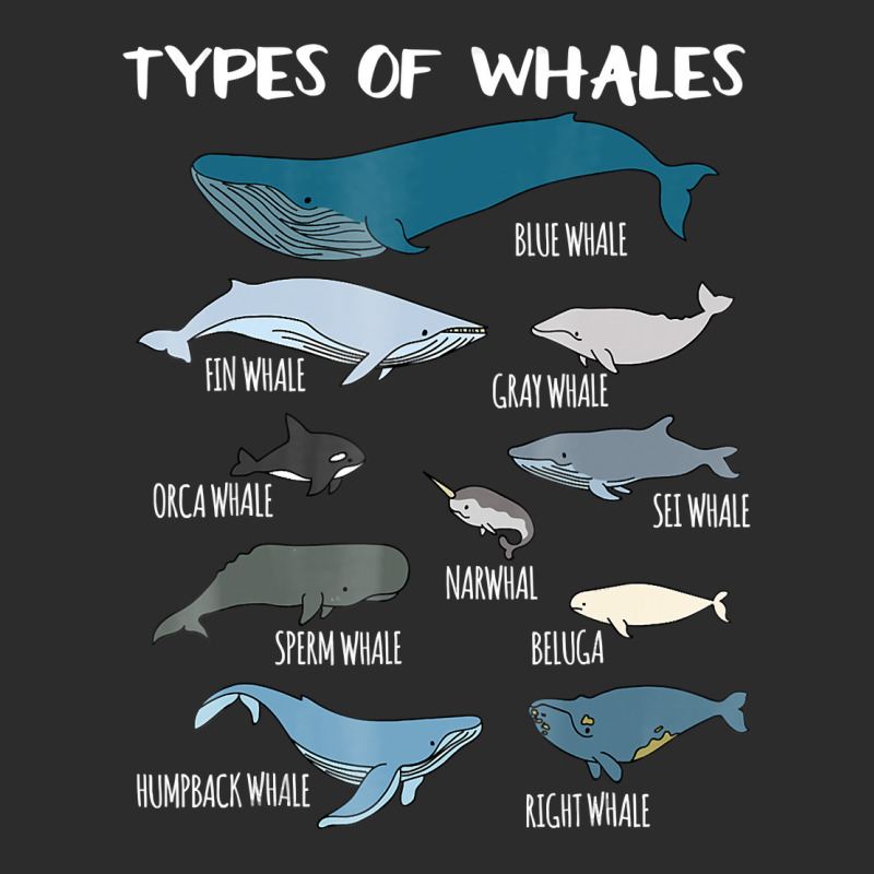 Types Of Whales Cute Ocean Mammals Guide T Shirt Exclusive T-shirt By ...