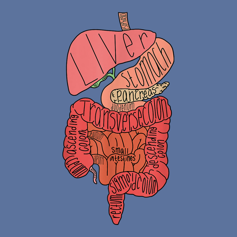 Labeled Digestive Tract T Shirt Lightweight Hoodie by pickengtwrentv | Artistshot