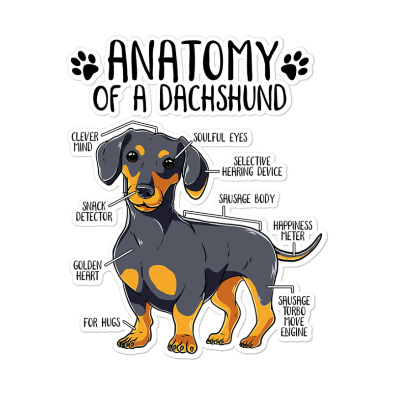 Custom Funny Anatomy Dachshund Wiener Dog Cute Doxie Lover T Shirt Sticker  By Luantruong - Artistshot
