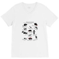 Skunks Of The World Species Of Mephitidae V-neck Tee | Artistshot