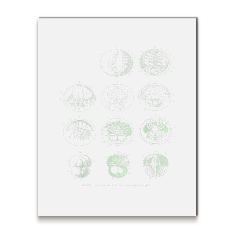 Crustacea Fossil Larval Shirt Metal Print Vertical | Artistshot