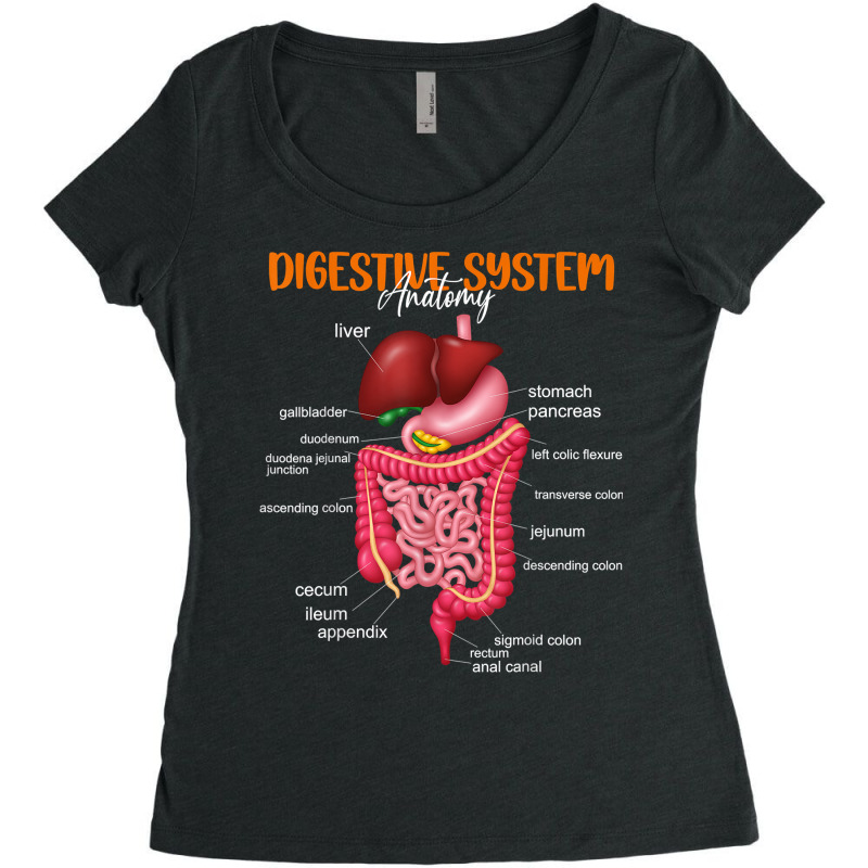 Funny Digestive System Anatomy Anatomical Biology Teacher T Shirt Women's Triblend Scoop T-shirt by povyvexumi3 | Artistshot