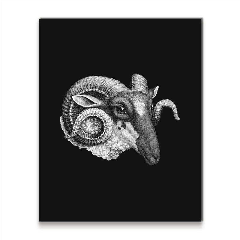 Profile Of A Ram, Profile Of A Ram Art, Profile Of A Ram Vintage, Prof Metal Print Vertical | Artistshot