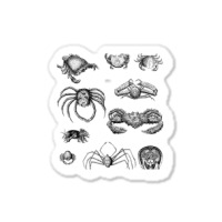 Crustaceancore For Ocean And Animal Lovers Sea 2 Sticker | Artistshot