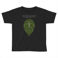 Alocasia Maharani Aroid Plant Lover Anthurium Philodendron Monstera Toddler T-shirt | Artistshot