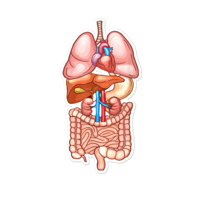 Halloween T Shirt Internal Organ Diagram Anatomy Sticker | Artistshot