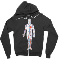 Circulatory System Anatomy Chart Arteries Veins Zipper Hoodie | Artistshot