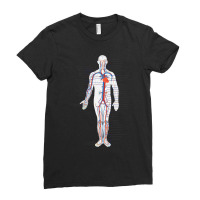 Circulatory System Anatomy Chart Arteries Veins Ladies Fitted T-shirt | Artistshot