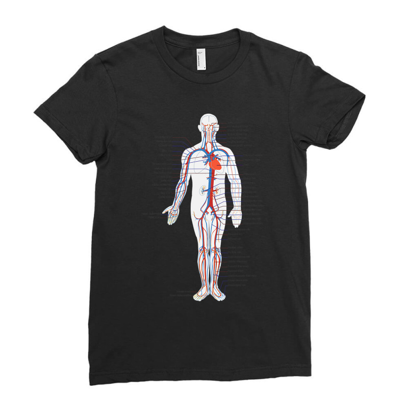 Circulatory System Anatomy Chart Arteries Veins Ladies Fitted T-Shirt by Aliceartist | Artistshot