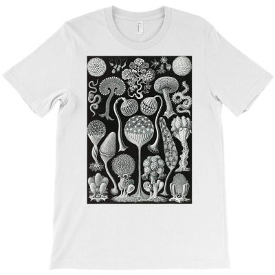 Biology Mycetozoa Slime Molds Scientific Haeckel T Shirt T-shirt Designed By Suarez