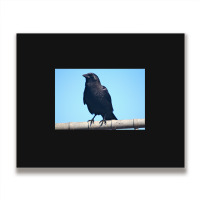 Curiosity And The Crow Metal Print Horizontal | Artistshot