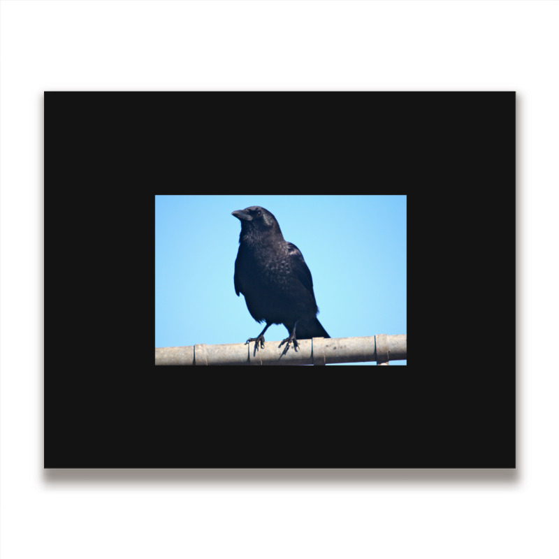 Curiosity And The Crow Metal Print Horizontal | Artistshot