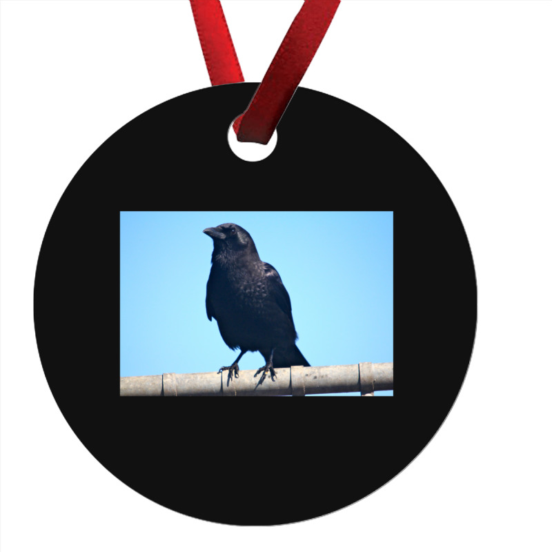 Curiosity And The Crow Ornament | Artistshot