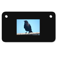 Curiosity And The Crow Motorcycle License Plate | Artistshot