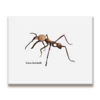 Soldier Ant T Shirt Metal Print Horizontal | Artistshot