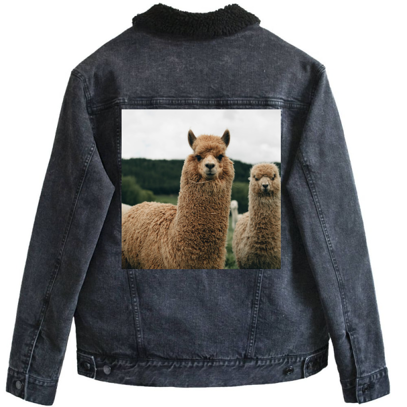 Cute Alpaca Poster 70s Unisex Sherpa-lined Denim Jacket | Artistshot