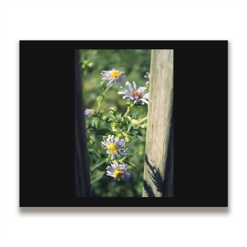 Porch Rail Aster Metal Print Horizontal | Artistshot