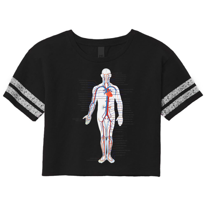 Circulatory System Anatomy Chart Arteries Veins Scorecard Crop Tee by DonnaSchennum1234 | Artistshot