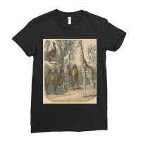 Vintage Art Of Ancient Animals Giraffe Brown Camels Retro Encyclopedia Ladies Fitted T-shirt | Artistshot