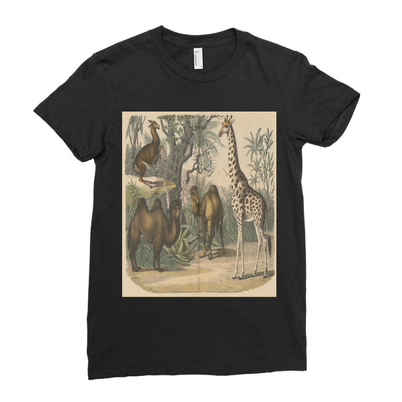 Vintage Art Of Ancient Animals Giraffe Brown Camels Retro Encyclopedia Ladies Fitted T-Shirt by apolitery | Artistshot