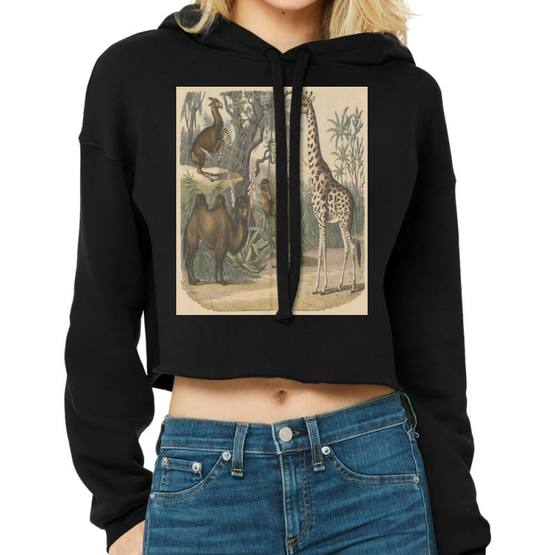 Vintage Art Of Ancient Animals Giraffe Brown Camels Retro Encyclopedia Cropped Hoodie by apolitery | Artistshot