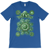 Ernst Haeckel Discomedusae Jellyfish Plate 28 Gree T-shirt | Artistshot