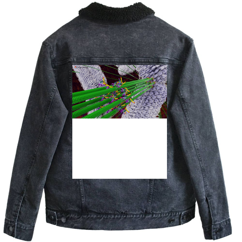 Microtubules During Mitosis Humor Unisex Sherpa-Lined Denim Jacket by boyzenpragp | Artistshot