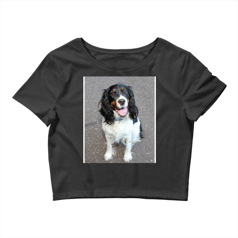 English Springer Spaniel Black White Tan Sitting H Crop Top by sawinwillcaz | Artistshot