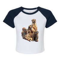 Lettertrunk Meerkat Family In The Kalahari Desert T Shirt Raglan Crop Top | Artistshot