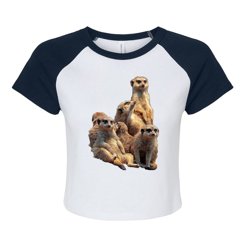 Lettertrunk Meerkat Family In The Kalahari Desert T Shirt Raglan Crop Top by cm-arts | Artistshot