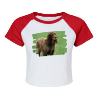 Picardy Spaniel Dog Lover Raglan Crop Top | Artistshot