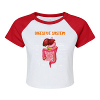 Funny Digestive System Anatomy Anatomical Biology Teacher T Shirt Raglan Crop Top | Artistshot