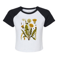 Dandelion Botanical Art, Dandelion Botanical Vintage, Dandelion Botani Raglan Crop Top | Artistshot