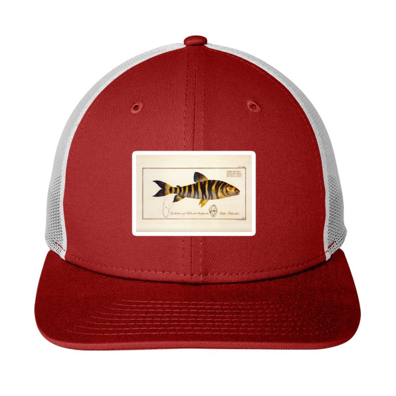 Antique Crustacean Print Squilla Empusa The Mantis Shrimp 57479365 Snapback Trucker Cap | Artistshot