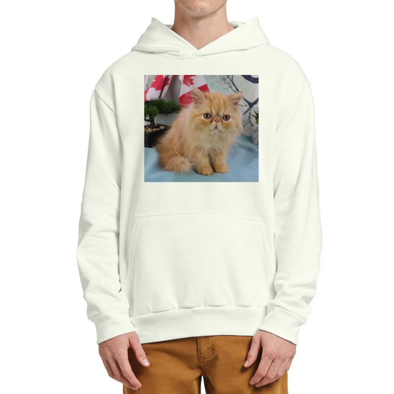 Red Tabby Persian Urban Pullover Hoodie | Artistshot