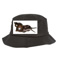 Snail Art Bucket Hat | Artistshot