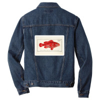 Antique Crustacean Print Homarus Americanus The American Lobster 57476 Men Denim Jacket | Artistshot