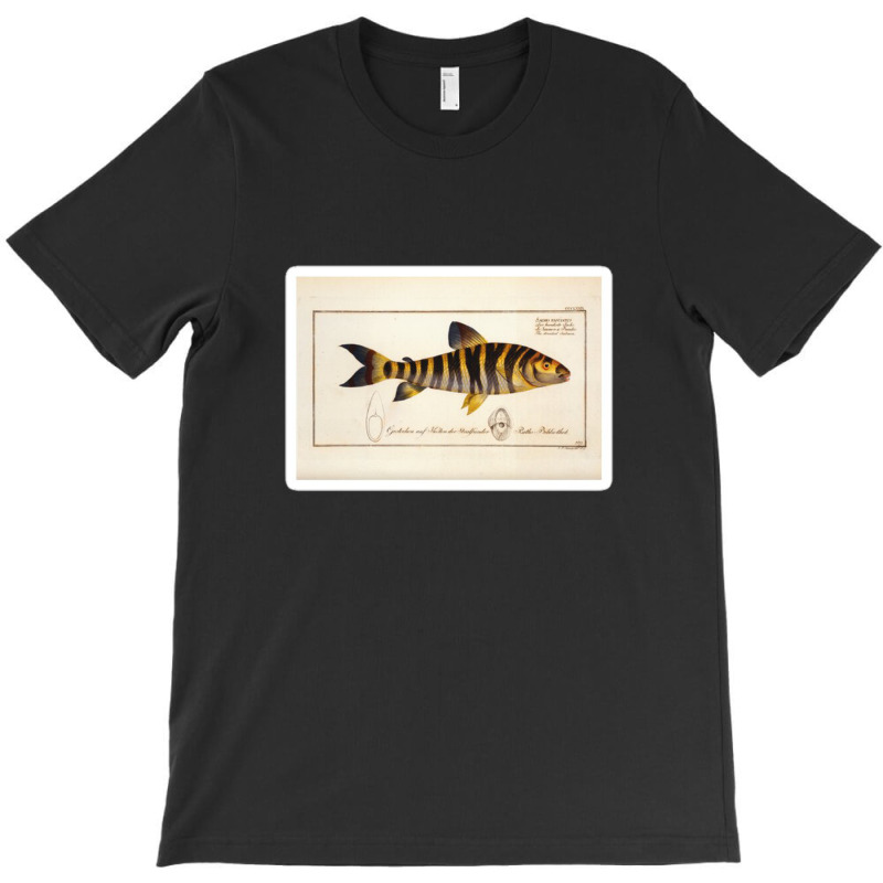 Antique Crustacean Print Squilla Empusa The Mantis Shrimp 57479365 T-shirt | Artistshot