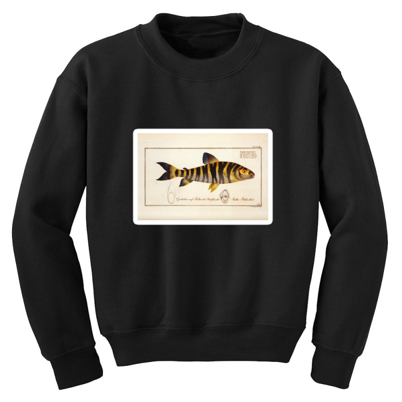 Antique Crustacean Print Squilla Empusa The Mantis Shrimp 57479365 Youth Sweatshirt | Artistshot